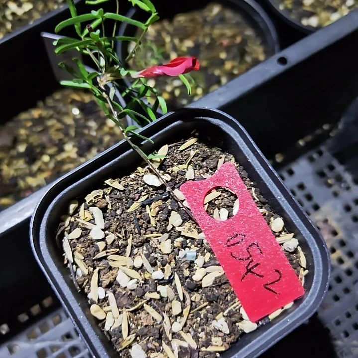 豆***儿酢浆草红丝绸0542