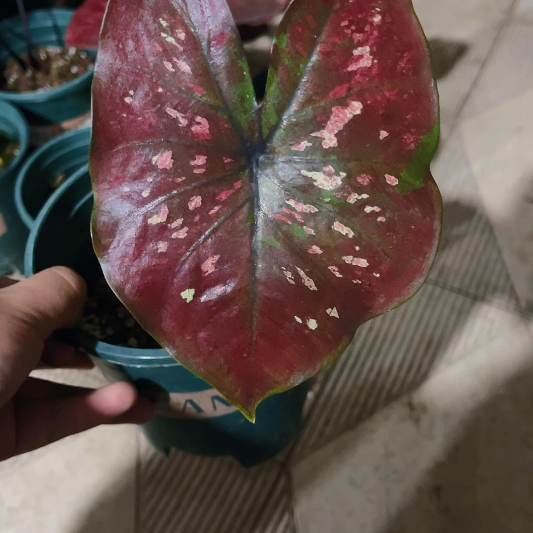 完全开放1434泰彩