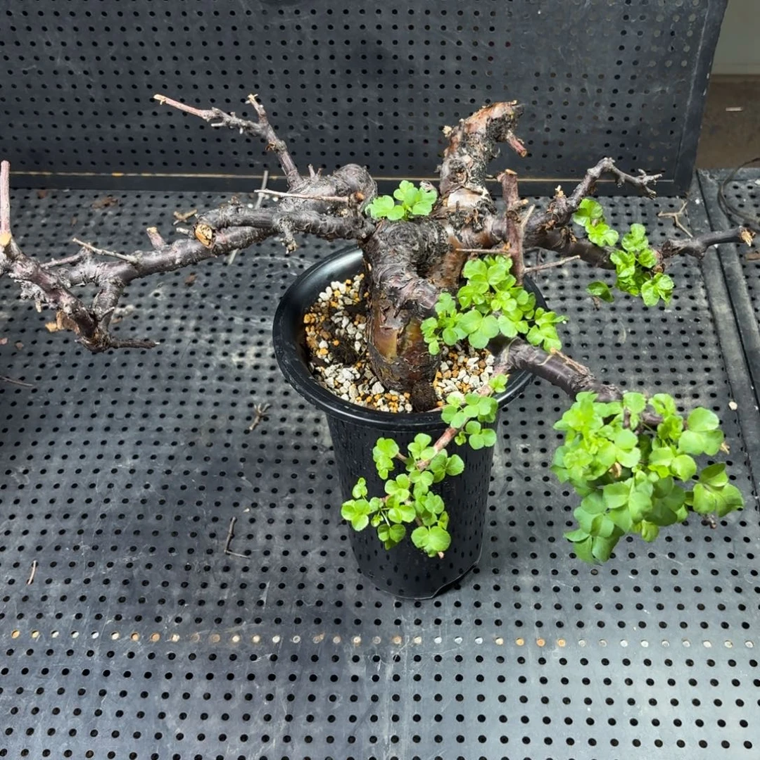 博然嗯斯3669666666666666666