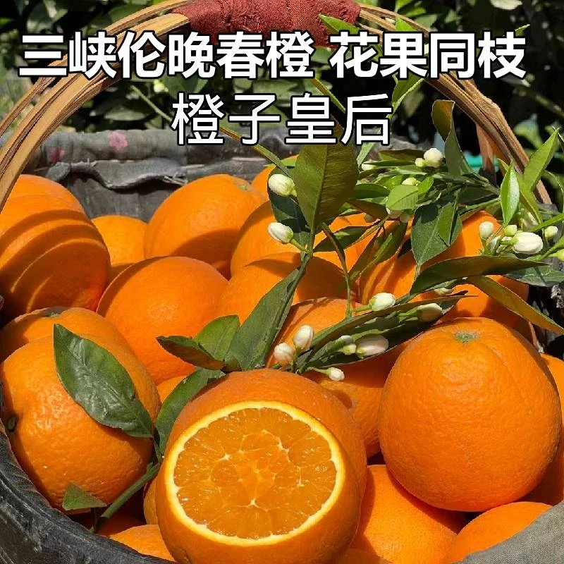 正宗湖北秭归伦晚脐橙当季伦晚春橙新鲜甜橙子孕妇水果手剥橙包邮