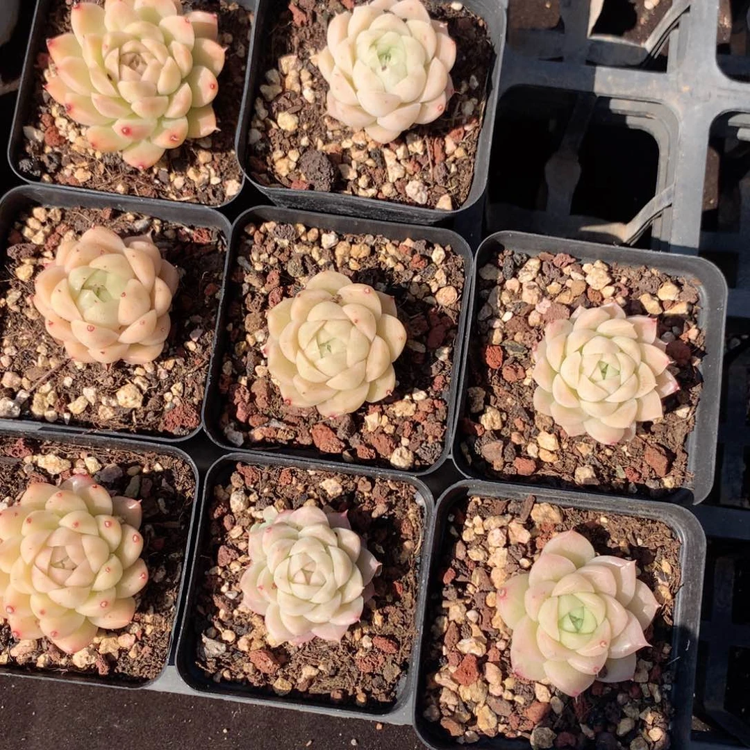 开播福利 女王麦秆单头随机发