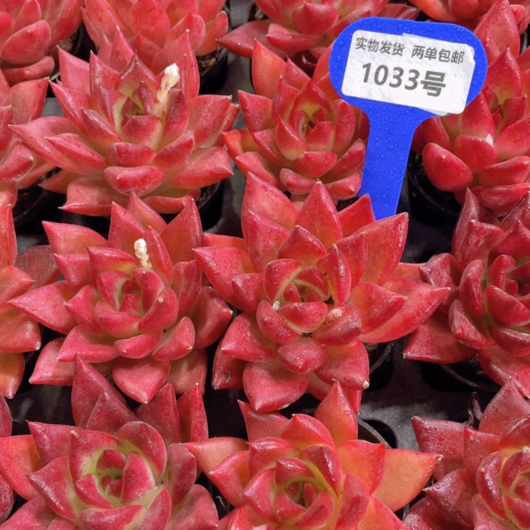 1033号全状态罗卡单头一个