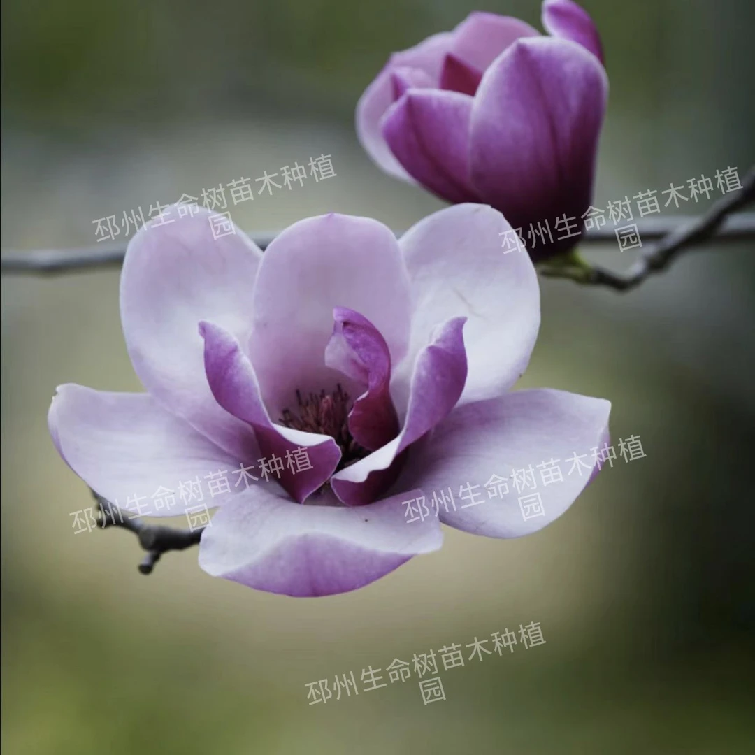 【玉莲木兰】带花苞发货玉兰花绿植盆栽室内花卉三季好养活带花苞