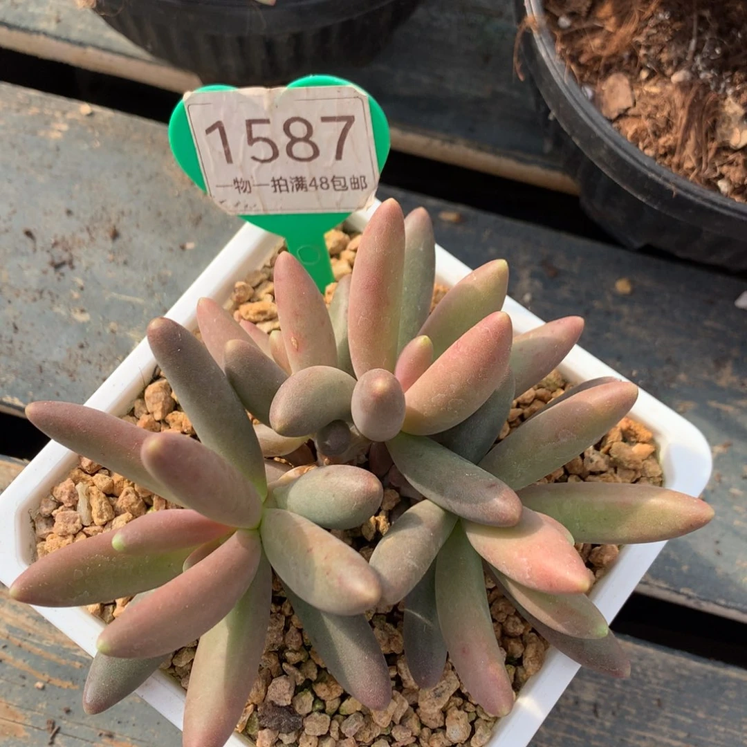 彩体岩花无砍开播福利1587