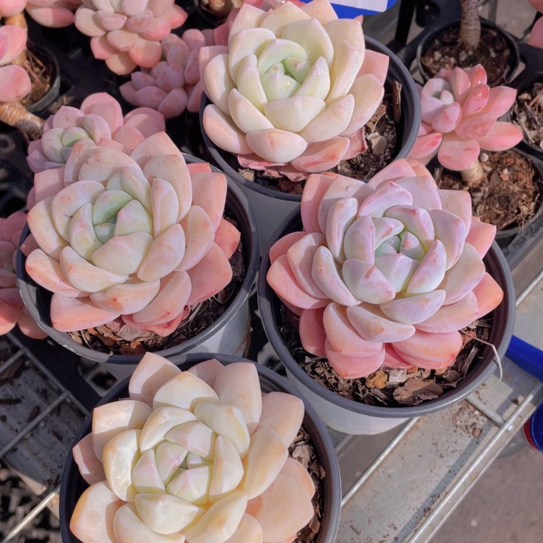 989号母本冰透珍妮体冰玉杂一个