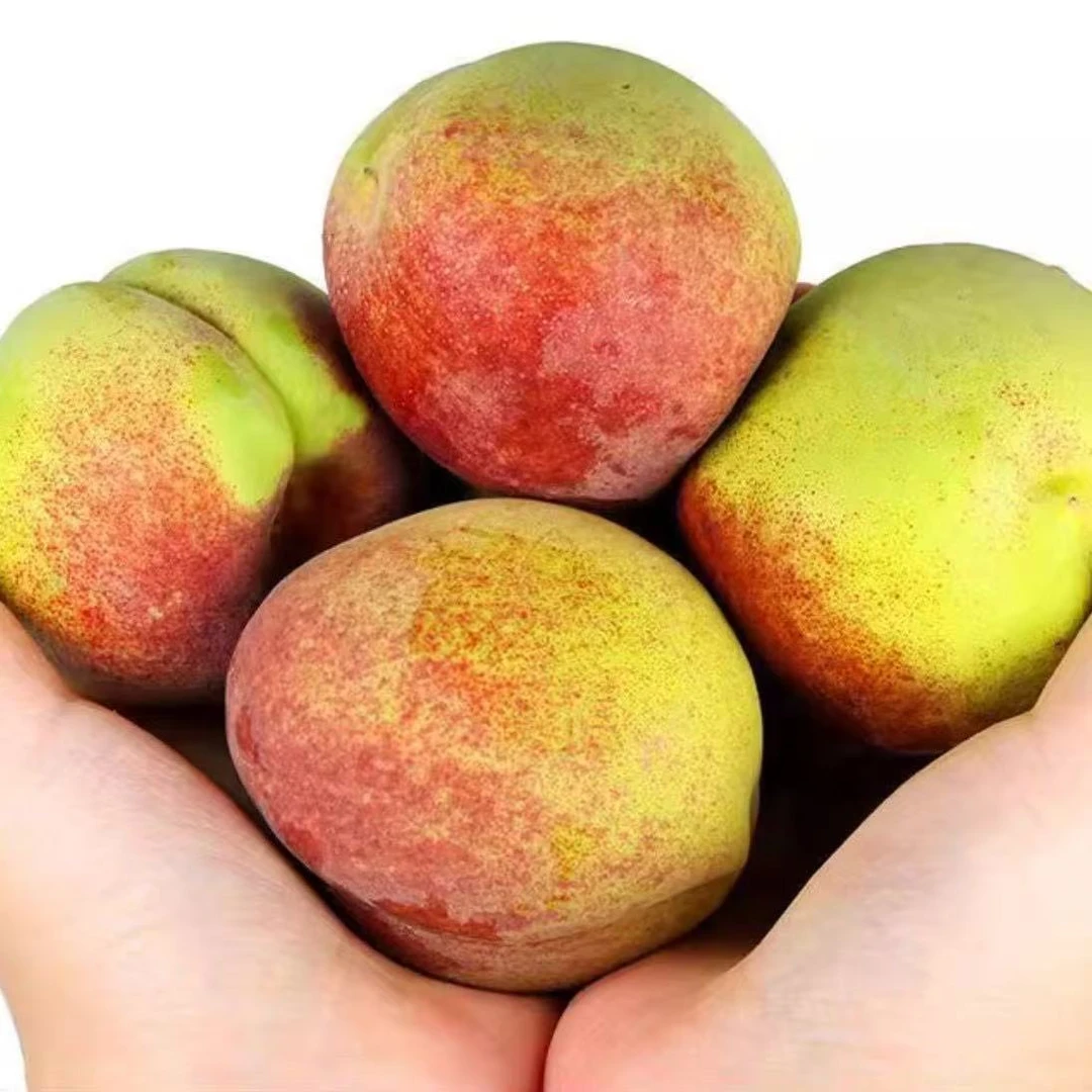 正宗山东青州蜜桃新鲜当季现摘现发脆桃毛桃离核水果