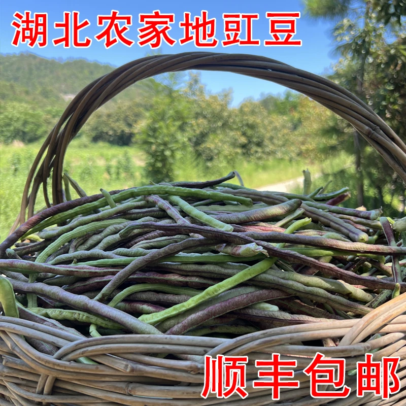 湖北农村地豇豆乡下豆角地豇豆