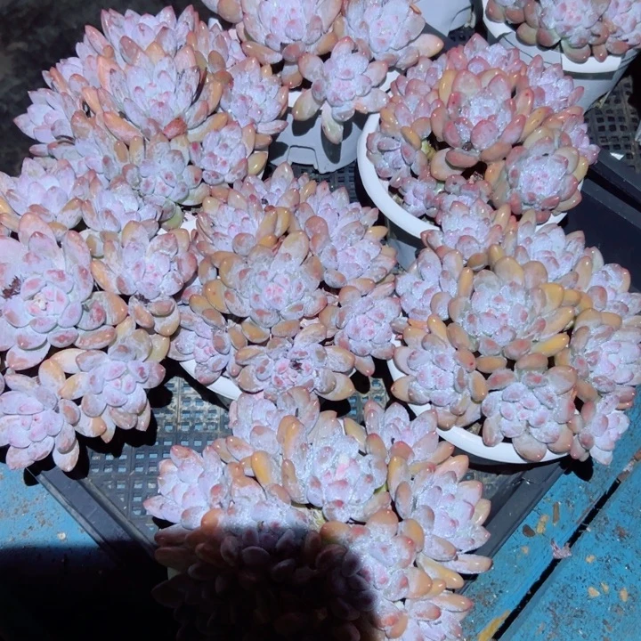 香水老桩随机发货