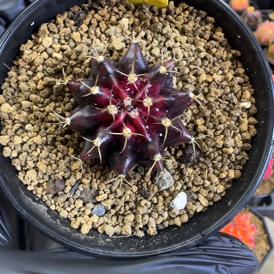 皮色球带盆土发货