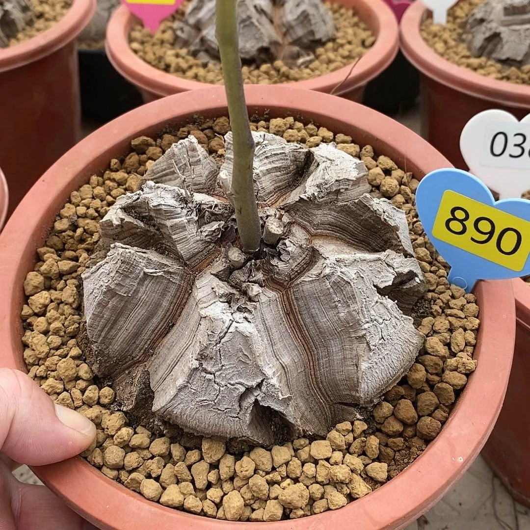 南非龟甲龙龟甲龙