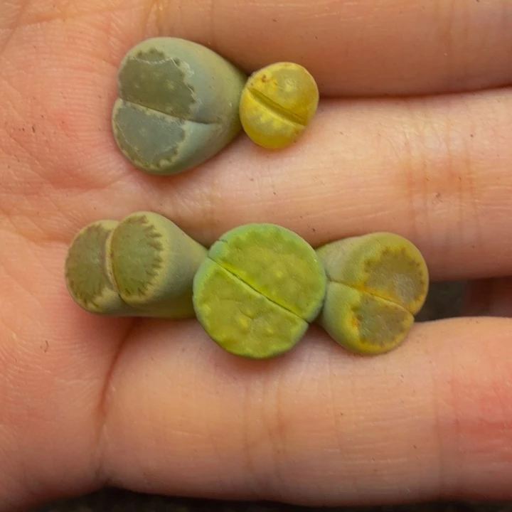 小***年多肉植物的生长发育3