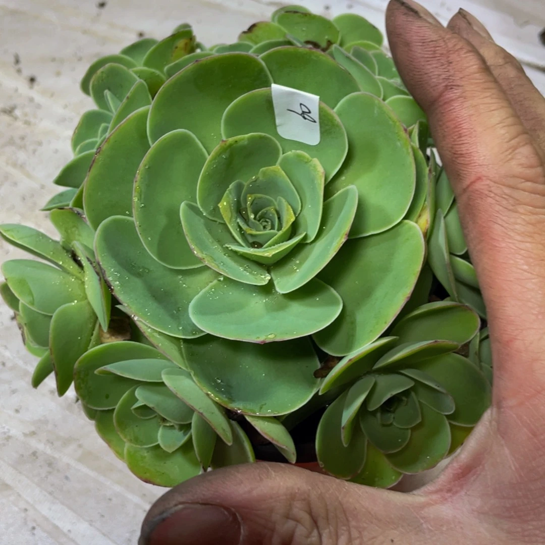 姝帕60多肉植物山地玫瑰