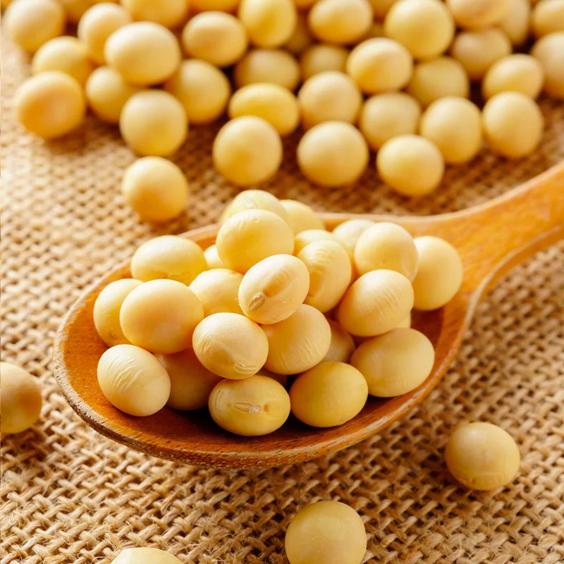 黄豆打豆浆专用新鲜饱满营养丰富