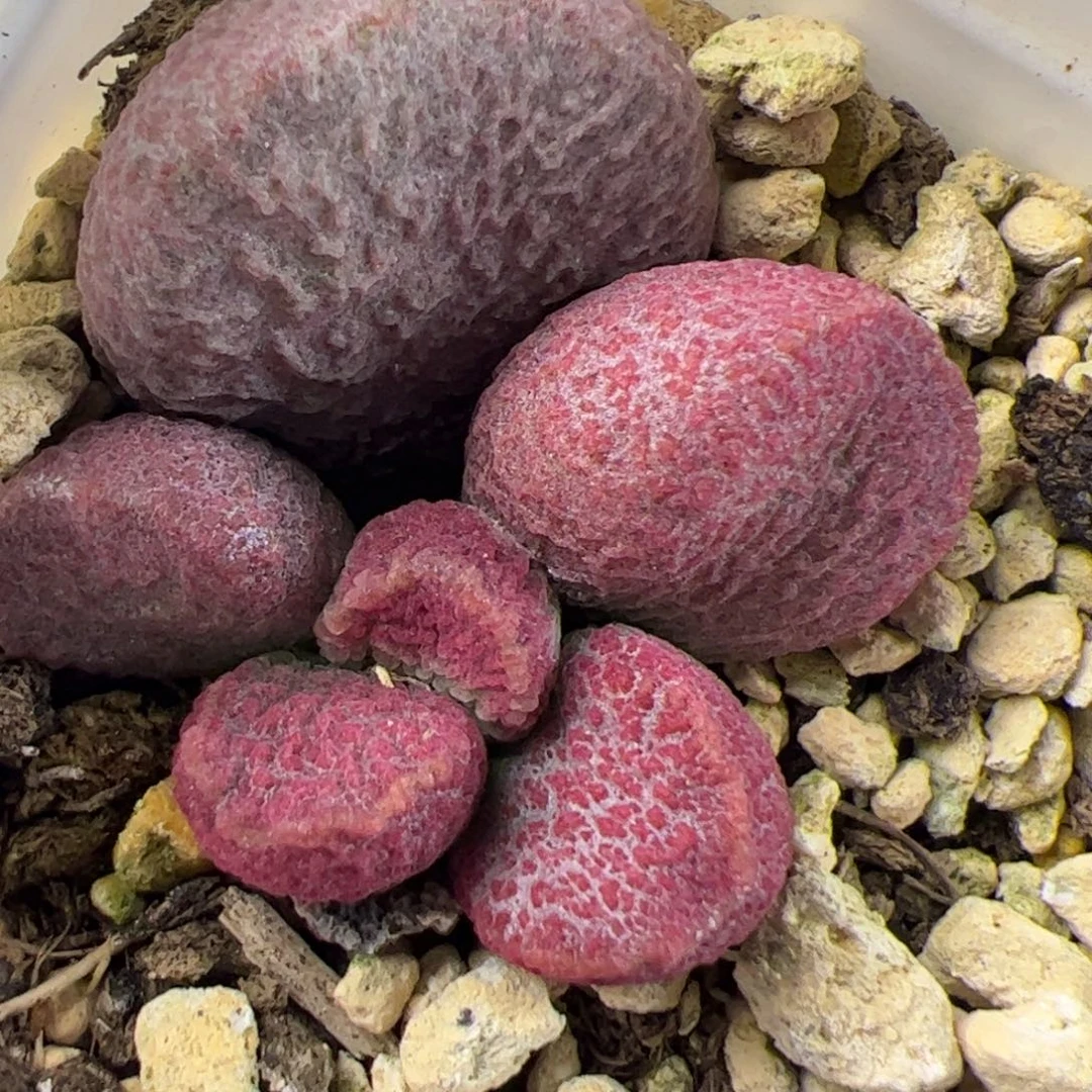 夏娃大苗多肉植物水泡