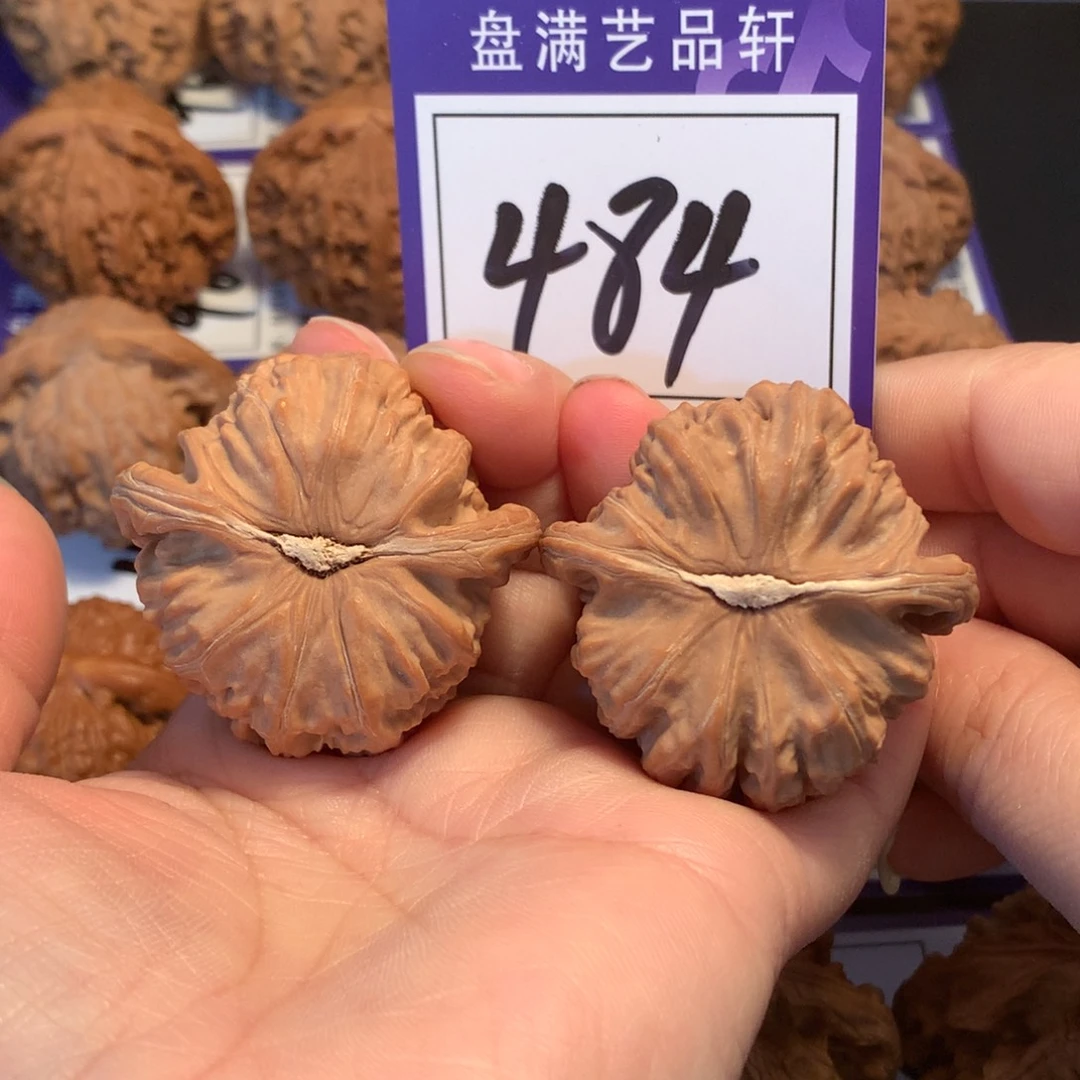 核桃484白狮子4.3全品