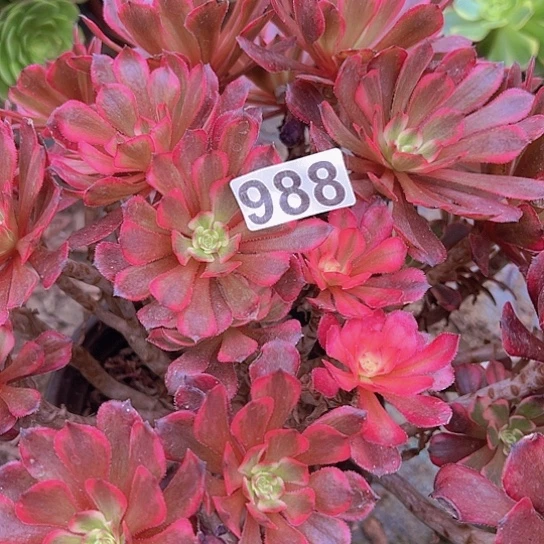 用***香多肉植物一个女儿红