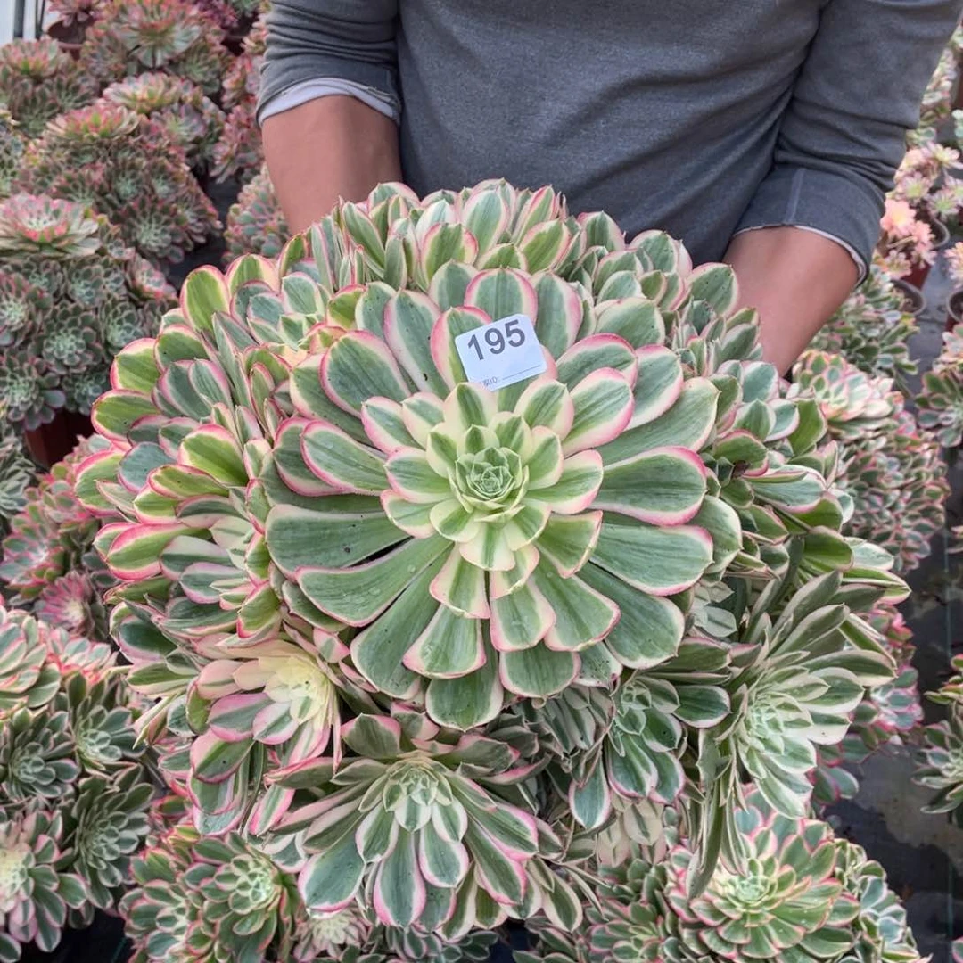 孔雀翎多肉植物老桩