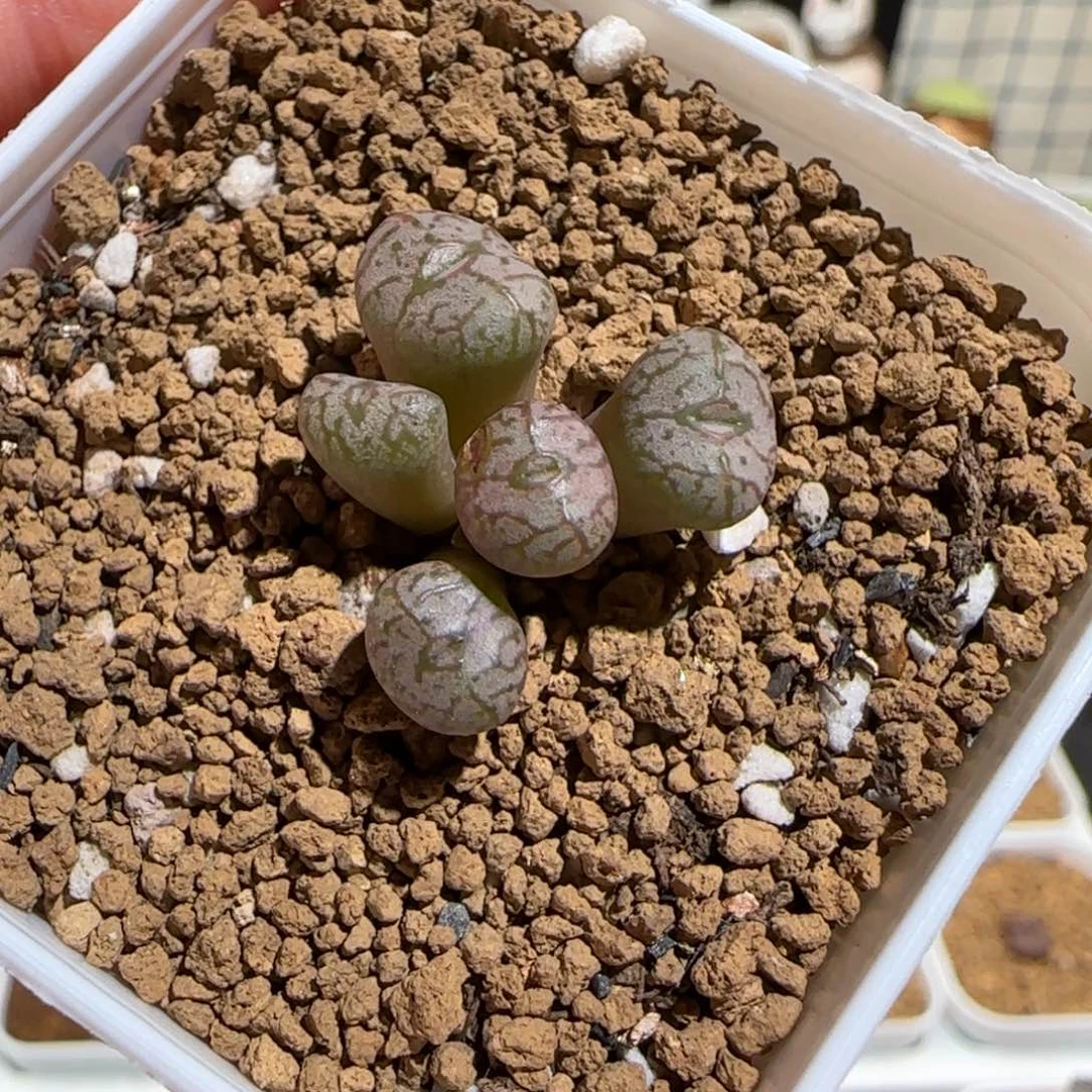 肉锥多肉植物组合-杂交有疤970