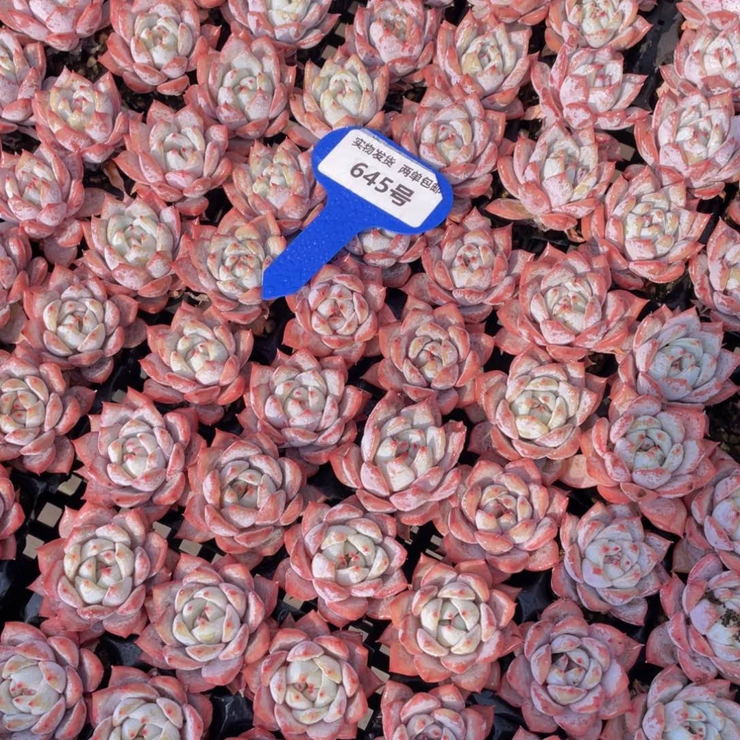 645号全粉叶背韩版粉蓝鸟组合6个