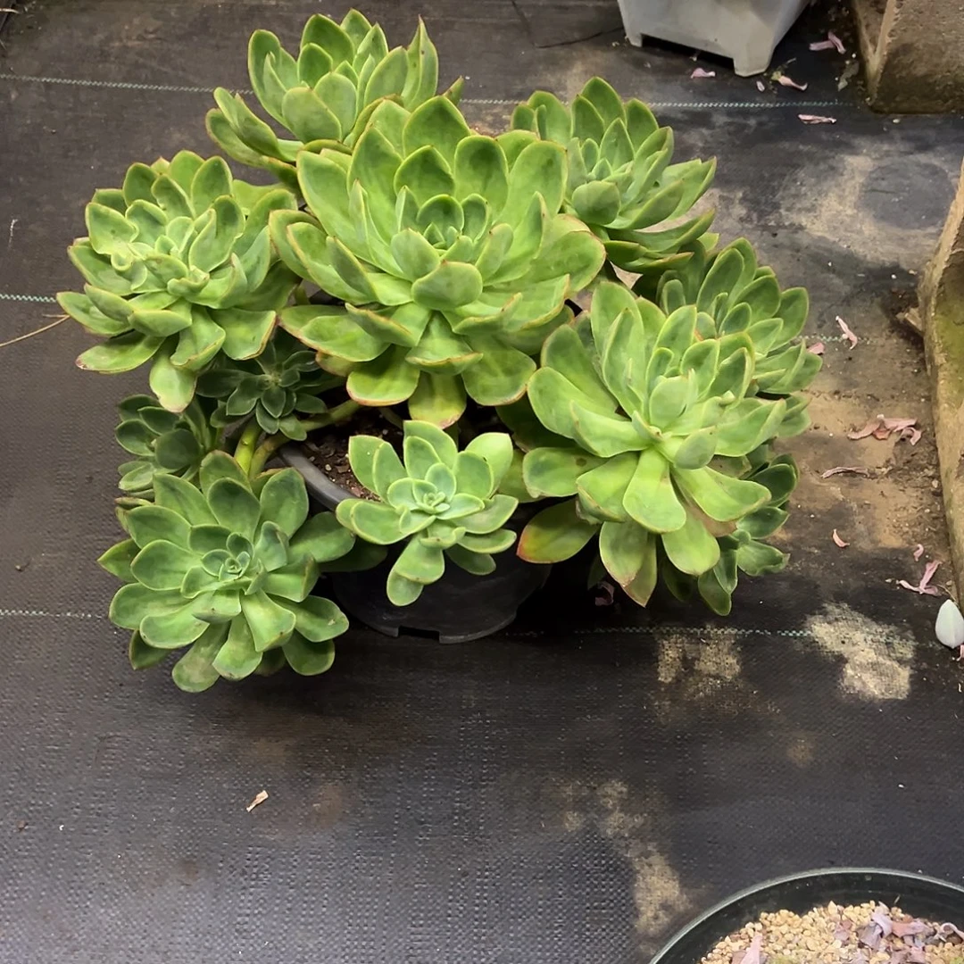 花蝴蝶福利脱土不包运费
