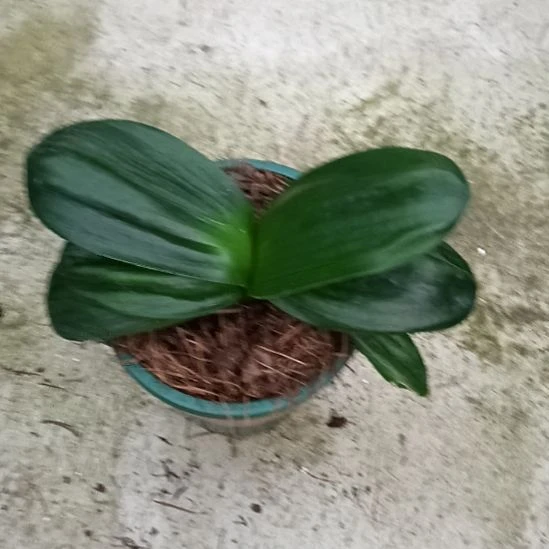 用***3无花朵特色花卉君子兰小苗