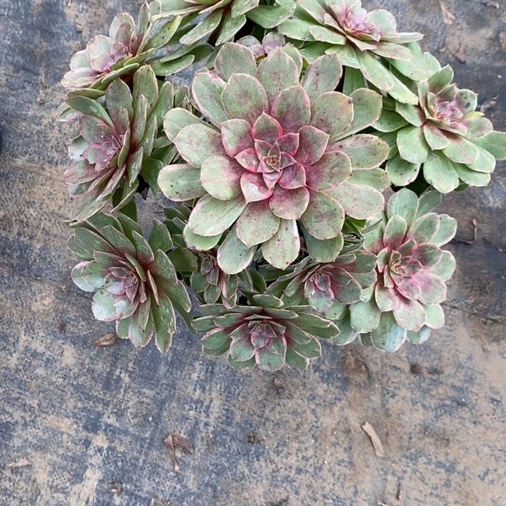 莲花座30多肉植物法师法师