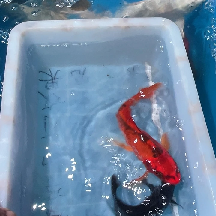 蝴蝶鲤鱼渔场直发34