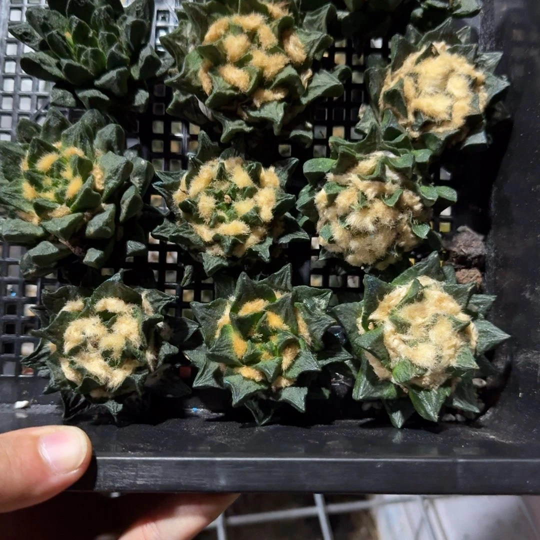 仙人球开花一个福利品