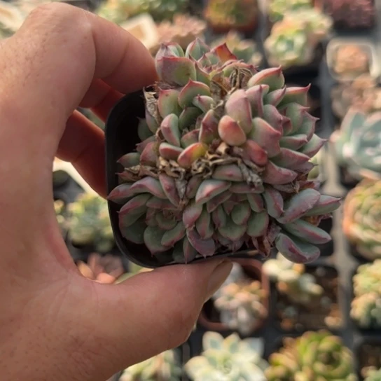 698马赛尔一物一拍多肉