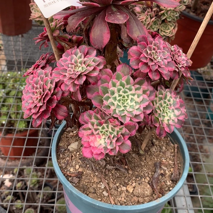 1432铜花顺多肉植物特价