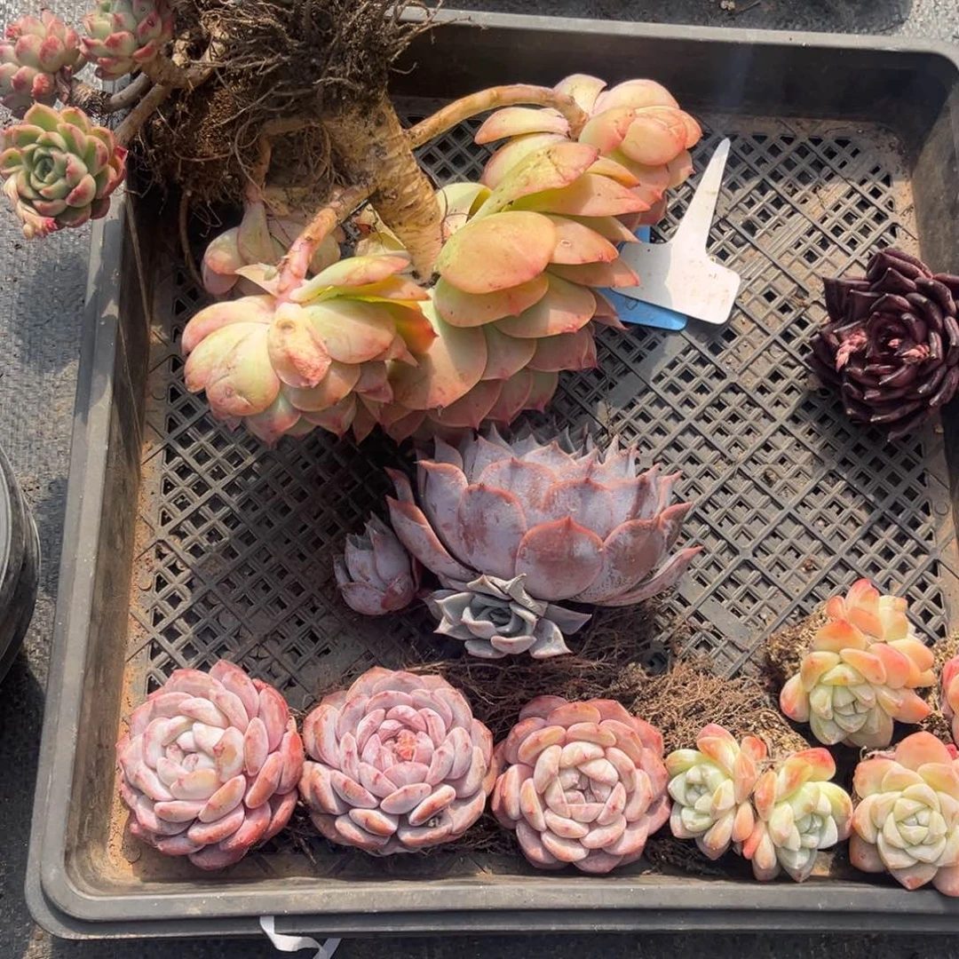 微****暖小雨多肉初见一堆