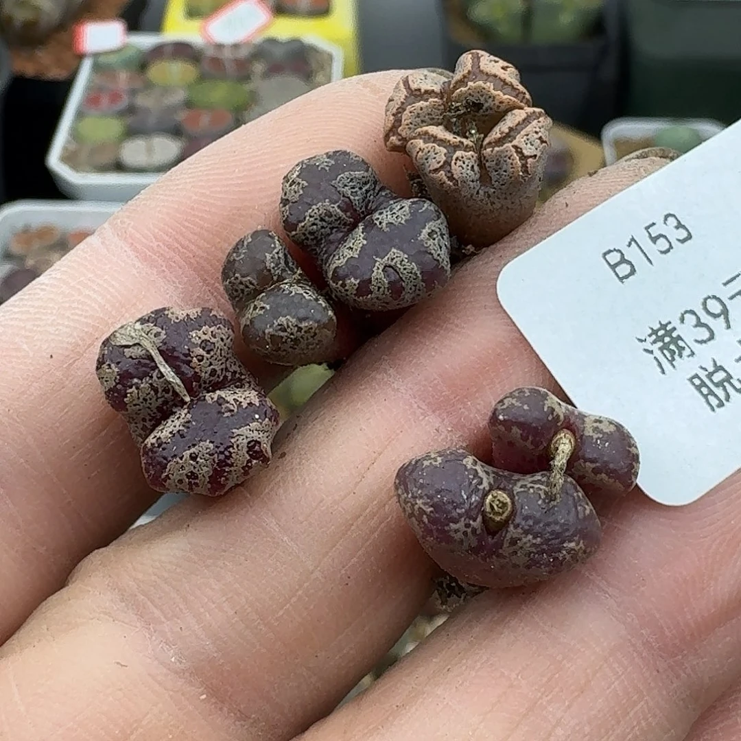 15多肉哈哈哈哈哈哈哈