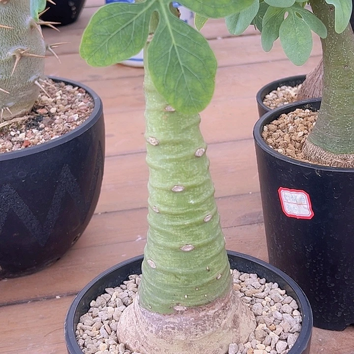 幻蝶蔓8.5厘米8888888