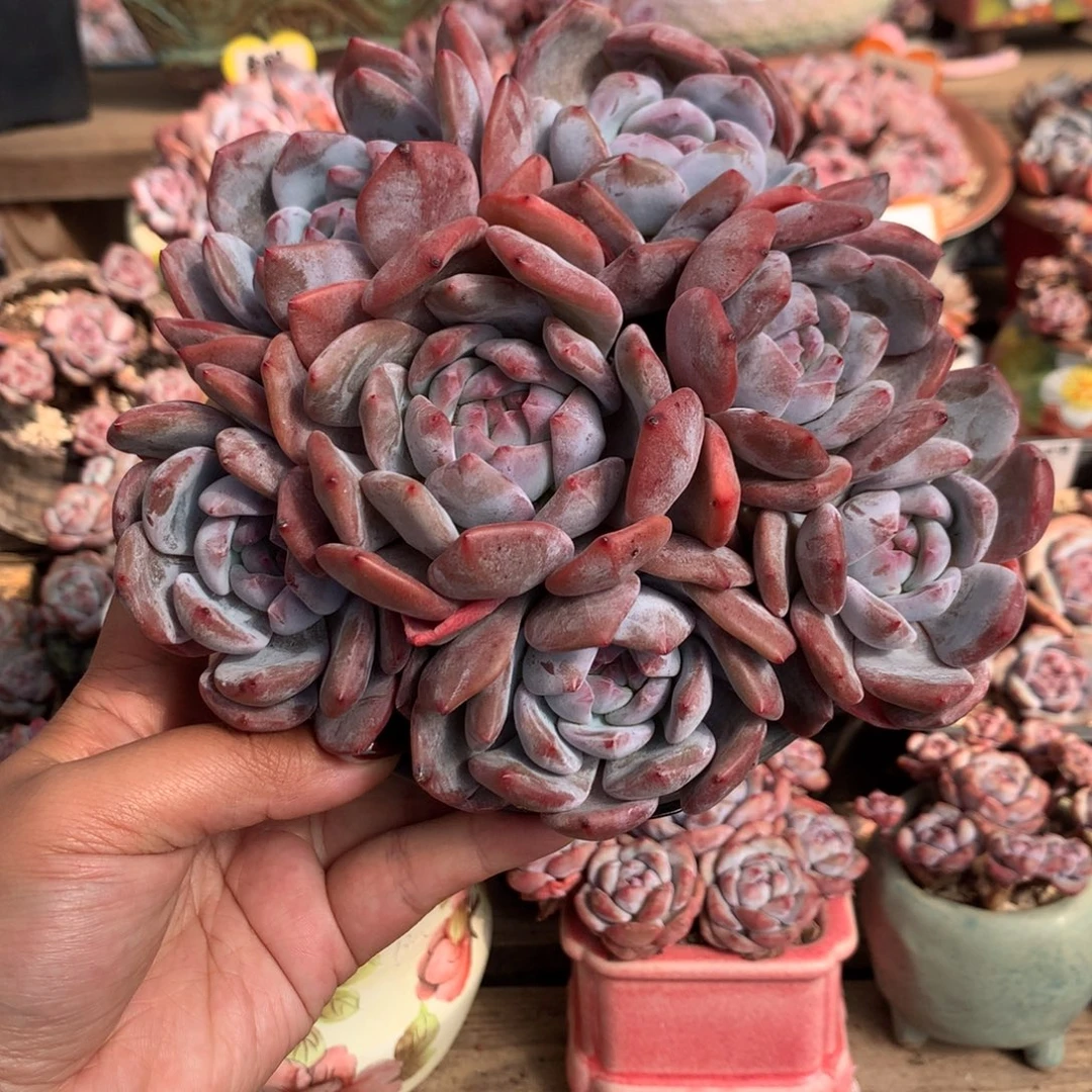 哈哈哈哈哈哈哈28