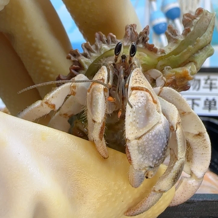 A19亚种红日2.4cm口径