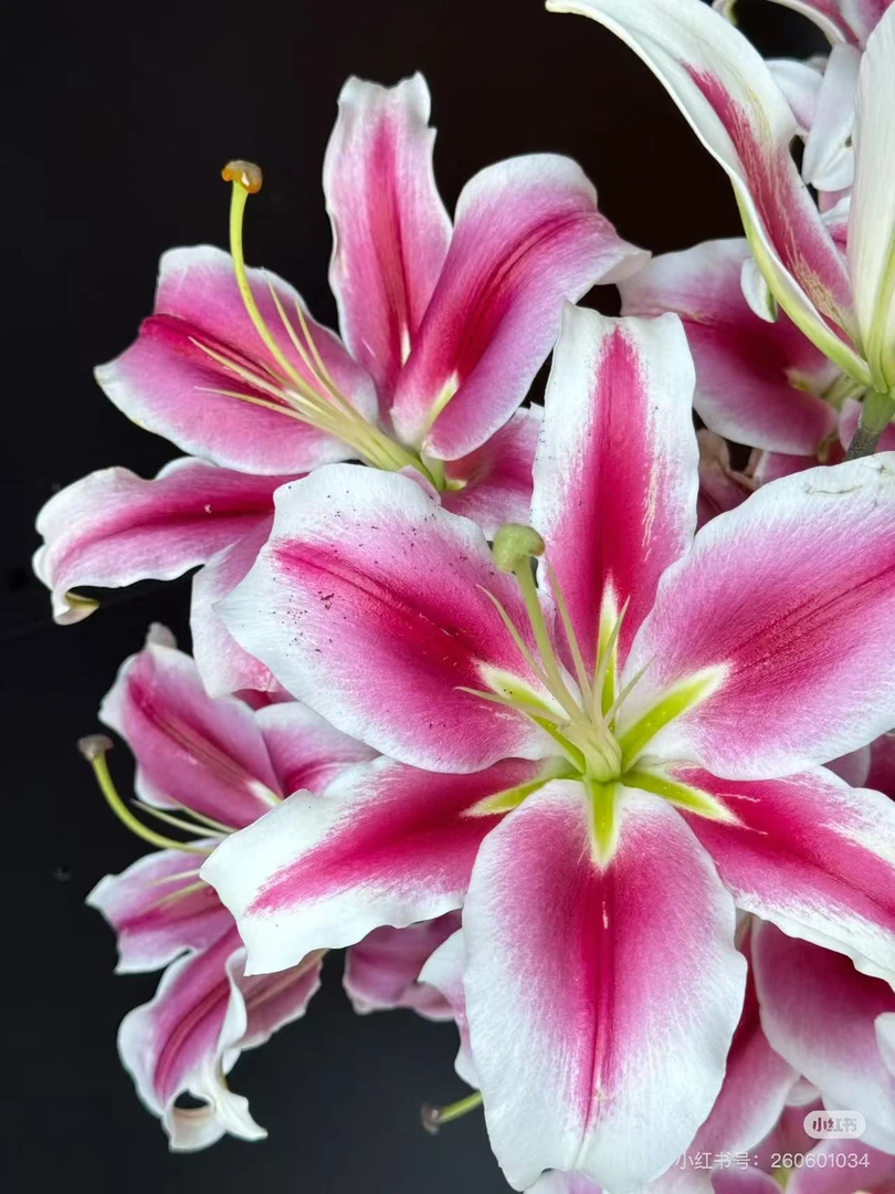 红色水新鲜百合花3单升级京东或顺丰伊莲娜鲜花