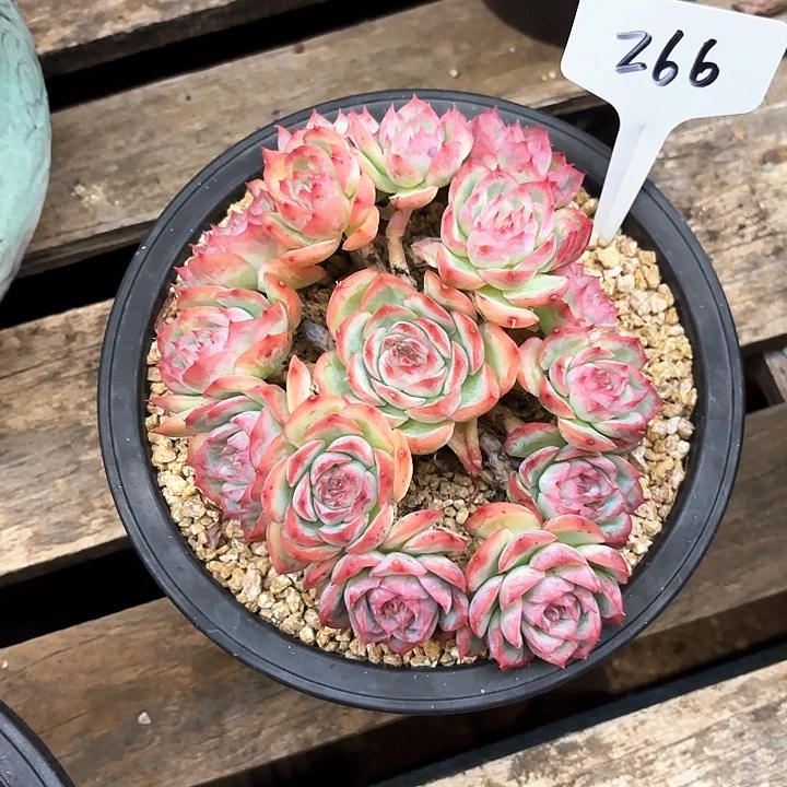 多肉植物，侧影266号