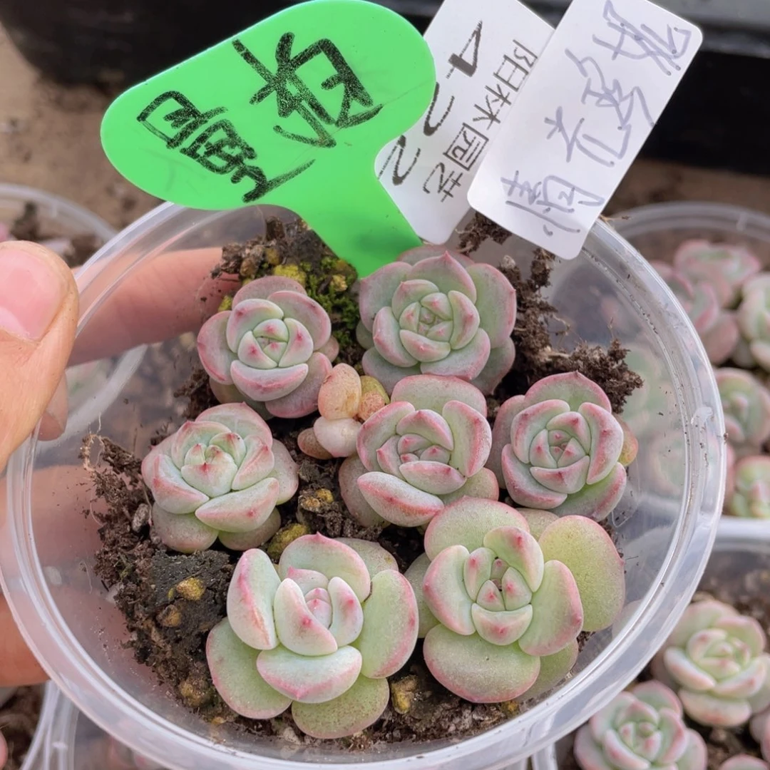量拍多肉植物多肉植物422