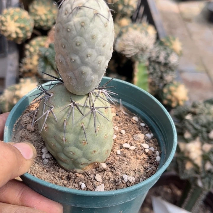 黑狂刺习志野落地生根0033