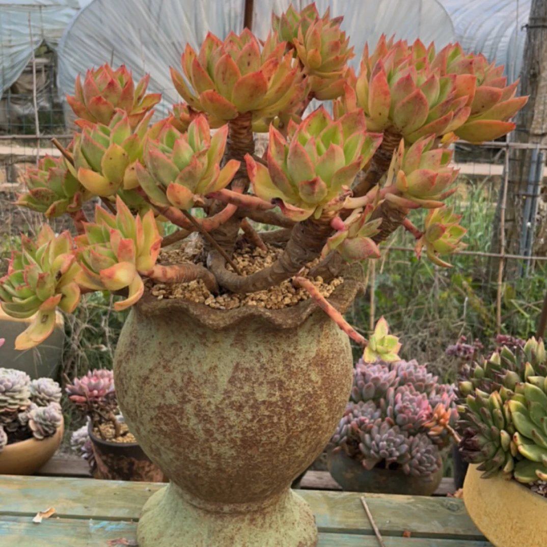 整桩无砍老桩花之鹤带盆