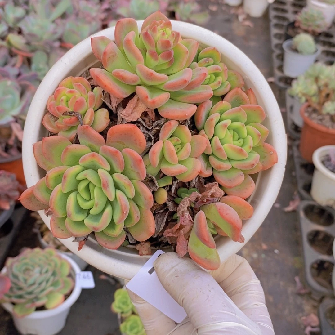 7747芬达老桩一物一拍