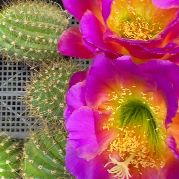 1毛花柱星火歪4公分左右无根侧牙，20包邮