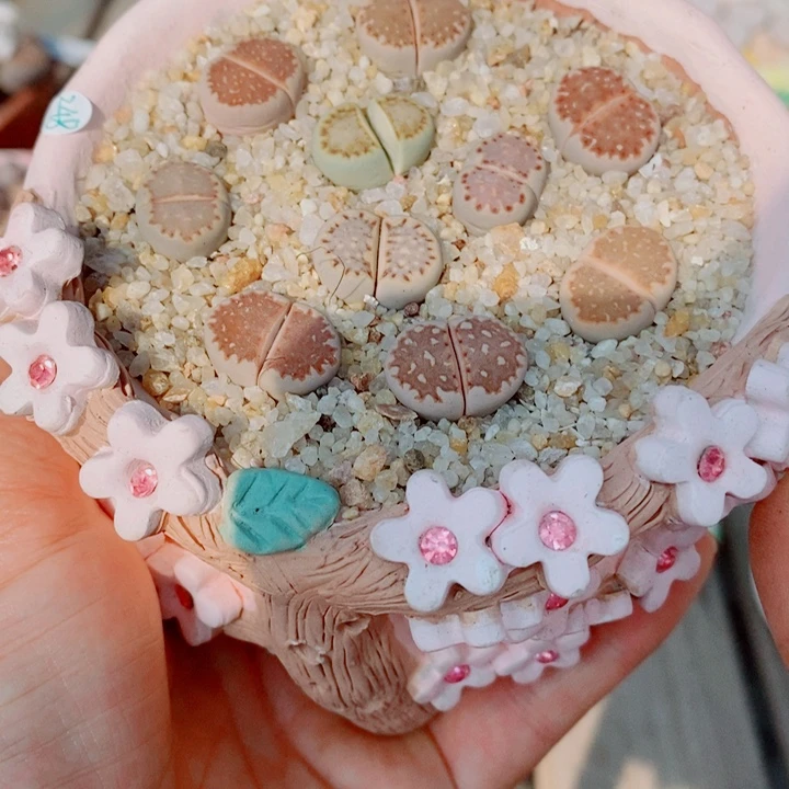 生石花花哈哈哈哈965