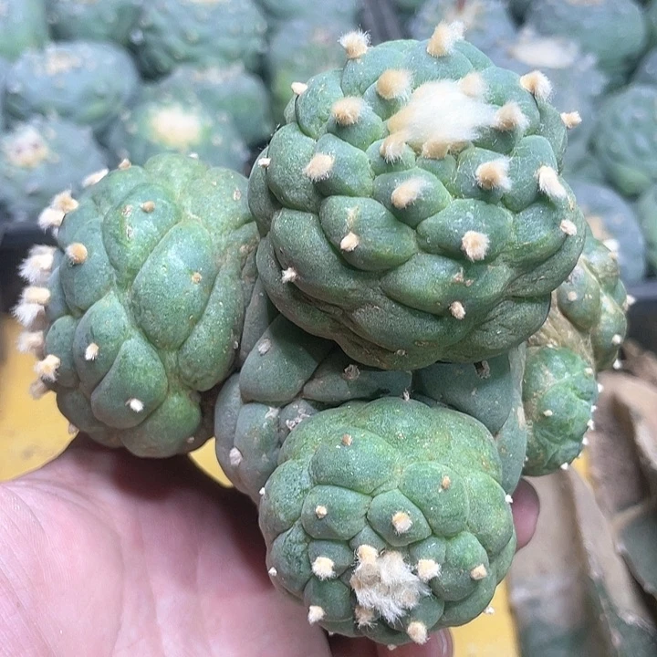 仙人球多头佛头19