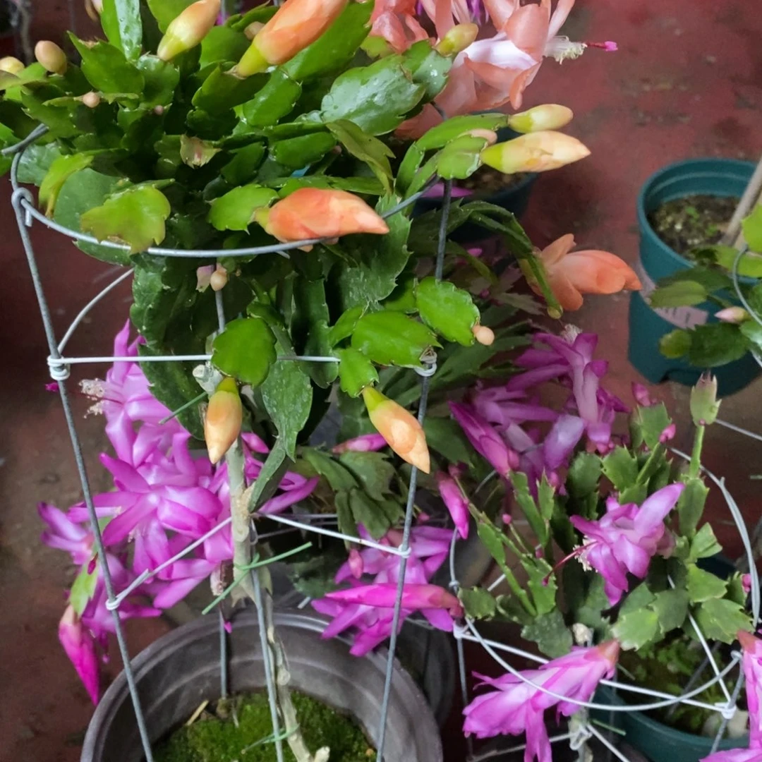 秀***秀完全开放福利款单层