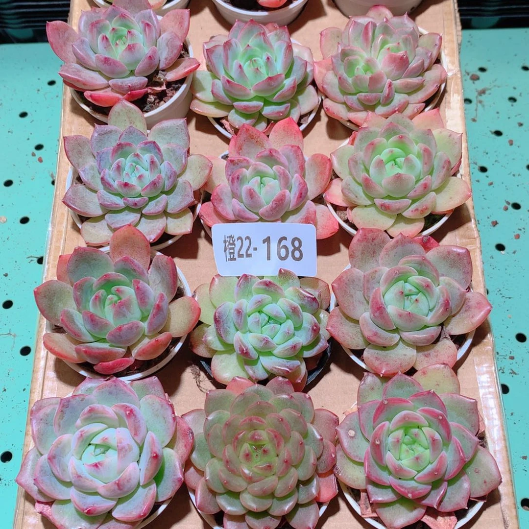 22-168一物一拍多肉带盆18颗