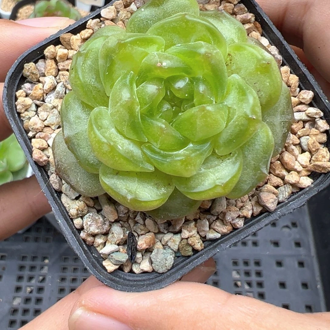 926号宫花玉簪有瑕疵