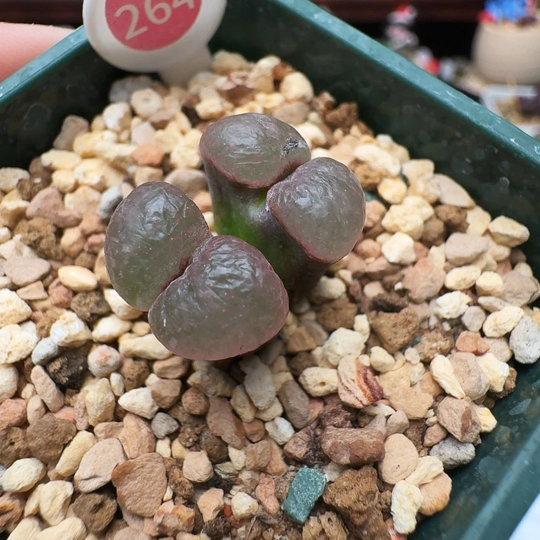 多肉植物福利风铃264