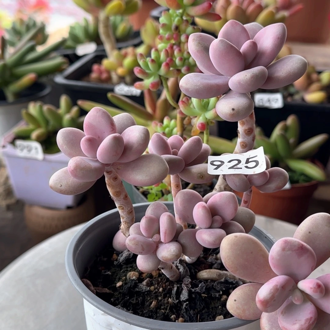 925号 一物一拍 一物一拍