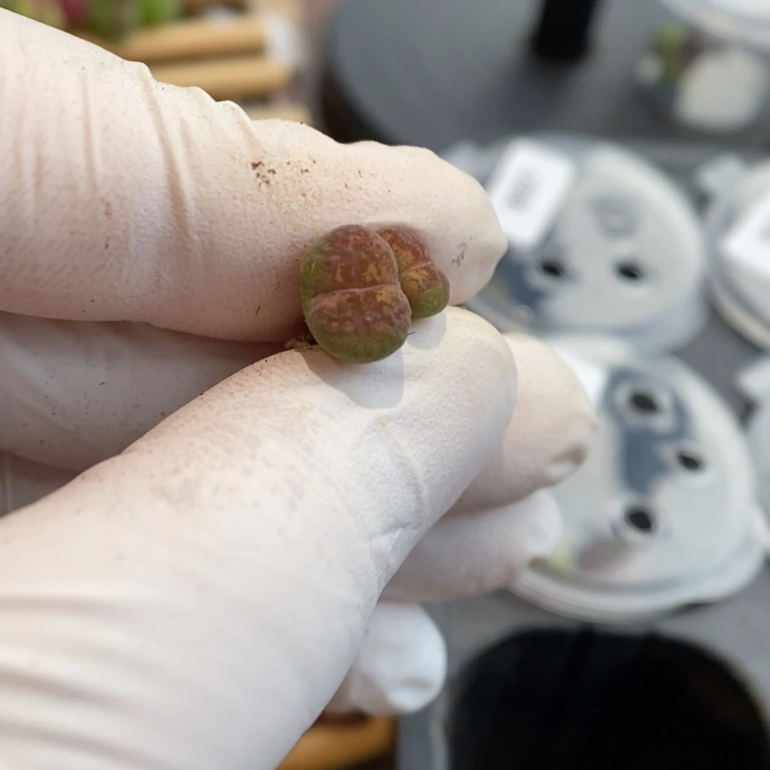 多肉植物肉锥杂交K-396 风铃杂